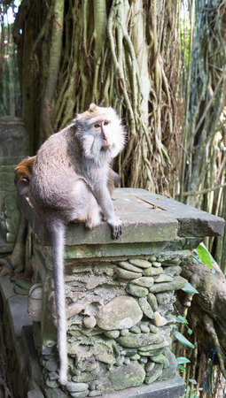 Long tailed macaque in the Monkey Forest near Ubud Baliの写真素材