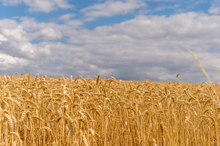Golden wheat field nearly ready for havesting.の写真素材