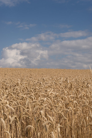 Golden wheat field nearly ready for havesting.の写真素材