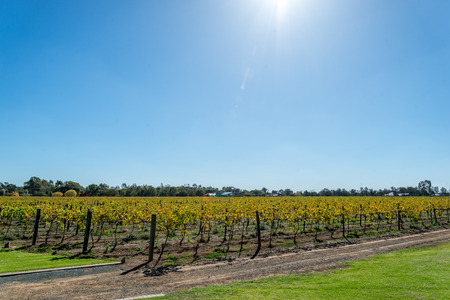 vines in a row at a winery ready to produce the next crop.の写真素材