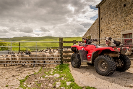Sheepdog watching you from a quad bike.  Sheep are behind a gate and the dog is on the rear of the quad bike.  The Yorkshire dales are in the background.のeditorial素材