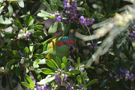 Musk Lorikeet eating purple berry closeup Australia