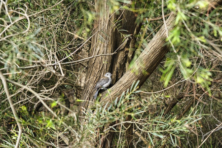 Grey shrike-thrush sat on a tree branchの写真素材