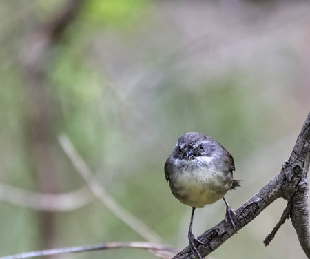 Australian Grey Fantail in tree sat on a branchの写真素材