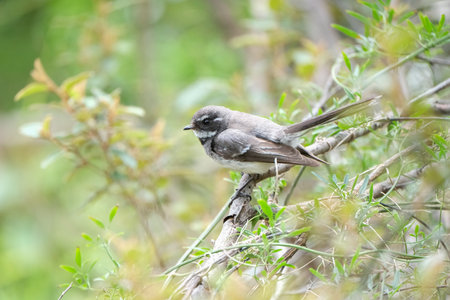 Australian Grey Fantail in tree sat on a branchの写真素材