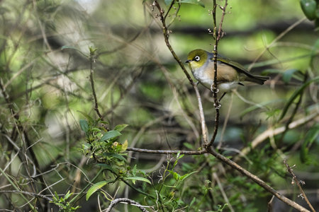 Wax Eye or Silver Eye bird looking for foodの写真素材