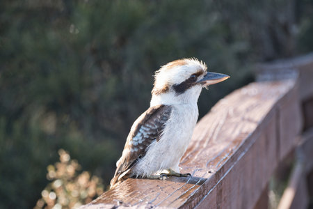 Kookaburra relaxing in the sunshine while sitting on a fenceの写真素材