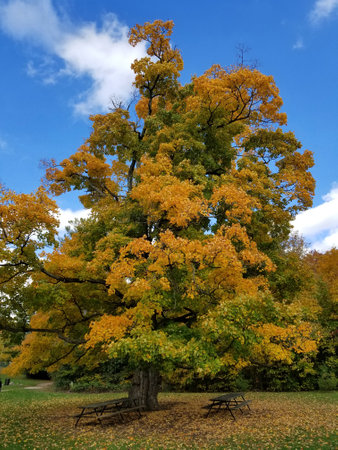 Old oak tree with green-yellow leaves in September park. Ontario, Canada