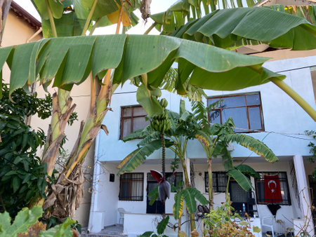 A banana palm tree on which small bananas grow near a house in Turkeyの写真素材