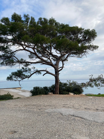 A sprawling tree near the road on the shore of the blue seaの写真素材