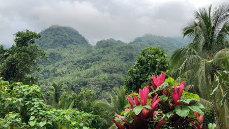 Tropical mountains covered with jungle low clouds of palm trees and tropical plantsの写真素材