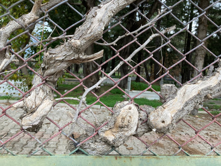 A tree sprouted through the chain-link fence of the old Turkish cemeteryの写真素材