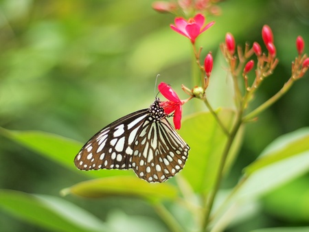 Butterfly is eating syrupの写真素材