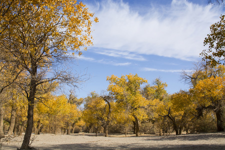 Poplar tree in autumn seasonの写真素材