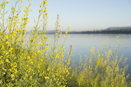 Flowers of Chinese cabbageの写真素材