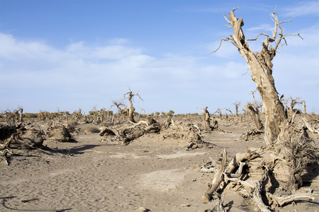Dead Trees in the desert, Ejina, Inner Mongolia, Chinaの写真素材