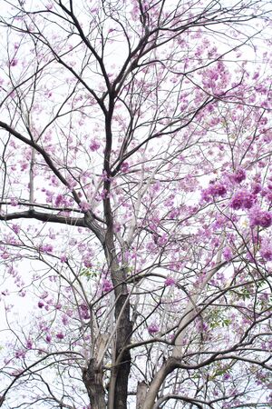 Pink flowers blooming