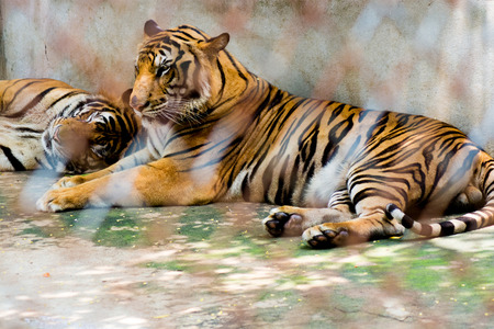 Portrait of tigers in a cage in zooの写真素材