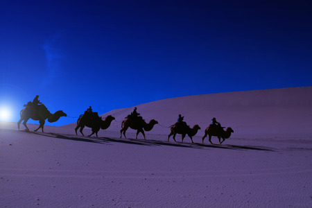 Camel caravan going through the sand dunes in early morningの写真素材