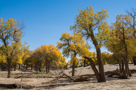 Poplar treeswith yellow leavesin autumn season, Ejina, Inner Mongolia, Chinaの写真素材
