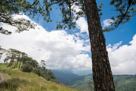 Pine tree on hill in white clouds and green mountains backgroundの写真素材