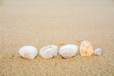 Shells on the sand beach