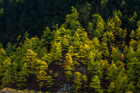 Pine trees in autumn, Yading national level reserve, Daocheng, Sichuan Province, China.