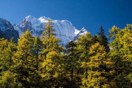 Mountain with snow and pine forest in a sunshine day of autumn, Yading, Sichuan, Chinaの写真素材