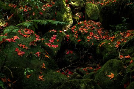 red maple leaves on the stone with green moss