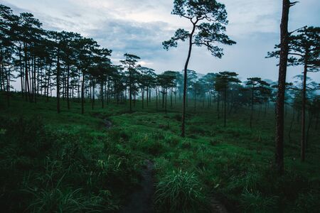 Pine trees in grass field at evening time under rain cloudsの写真素材
