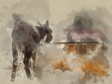 Donkey watercolor paintingの写真素材