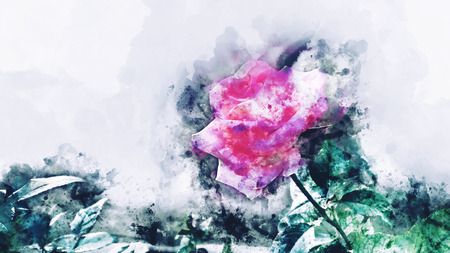 Abstract pink rose watercolor painting on white background, digital illustration の写真素材