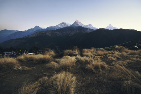 Mountain range in morning and dried grasses foreground at Poon Hill Viewpoint, Himalayas in Nepal