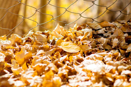 Dried leaves in autumnの写真素材