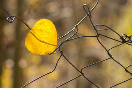 Yellow leaf hanging on grate in autumnの写真素材