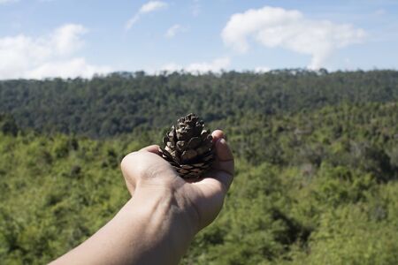 Pine cone on hand and forest background