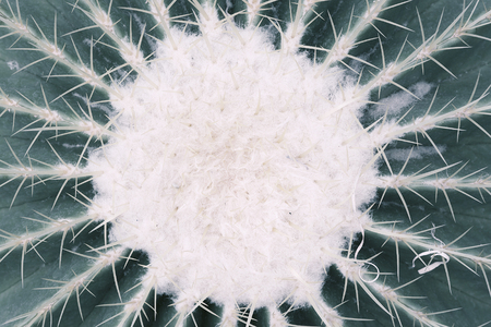Close Up of Golden Barrel Cactus. Pale green shades top view image.の写真素材