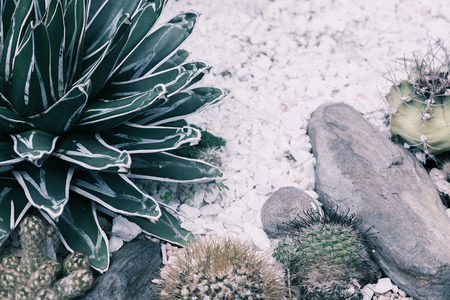 Cactuses in garden in pale shades image. Desert plants photo.の写真素材