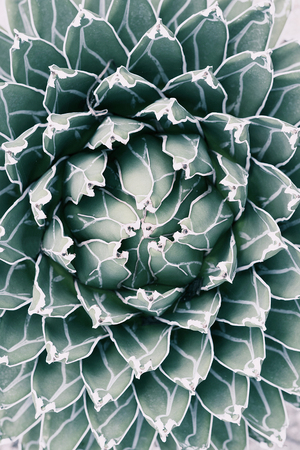 Queen Victoria Agave a desert plant. Pale tone image. Top view and close up photography.の写真素材