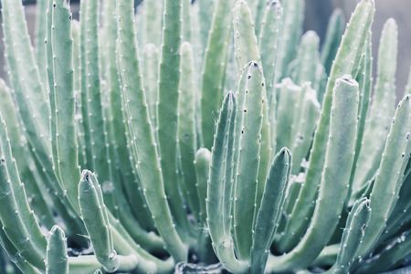 Cactus plant in pale tone. Close-Up desert plant.の写真素材