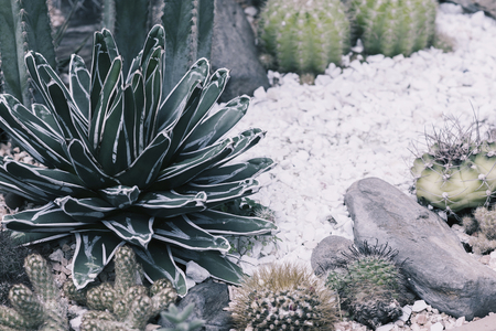 Desert plants in pale tone. Cactus plants in gargen.の写真素材