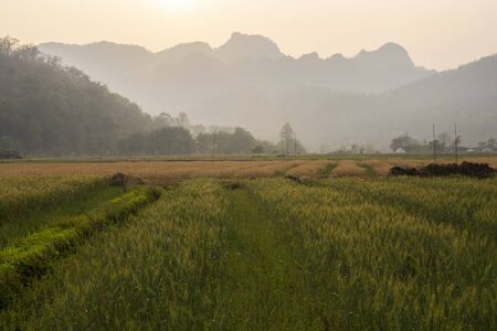Wheat field against sky and mountains at sunset timeの写真素材