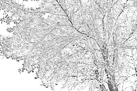 Digital drawing of trees in black and white color on white backgroundの写真素材