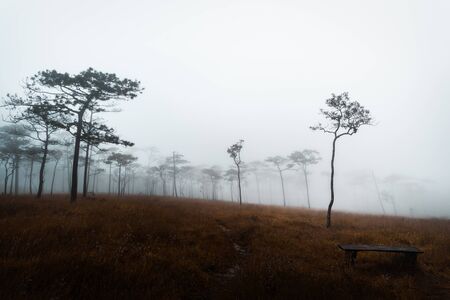 Grass field with pine trees and fog in Phu Soi Dao National Park, Thailand