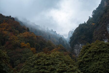 Forest in fall season with clouds on sky in Nepal, landscape photography