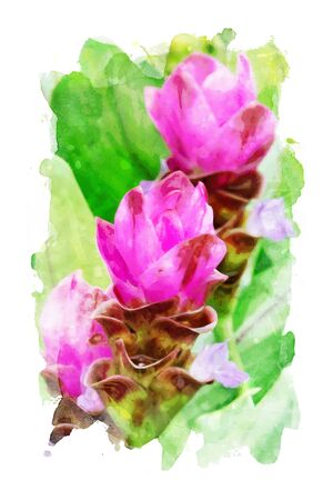 Watercolor painting of pink flowers with green leaves on white backgroundの写真素材