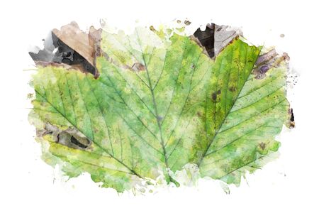 Watercolor painting of autumn leaves on white background