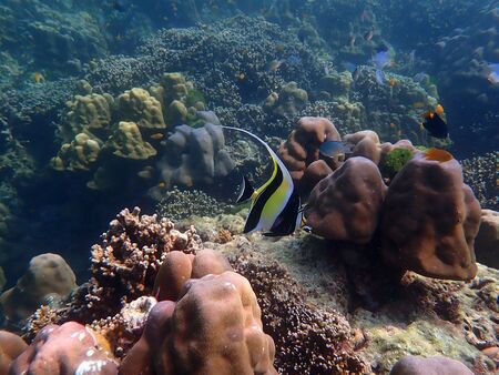 Moorish Idol fish with corals in sea, underwater landscape with sea life