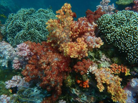 Marine life under sea water, underwater landscape photography, colorful sea life, diving activity of...