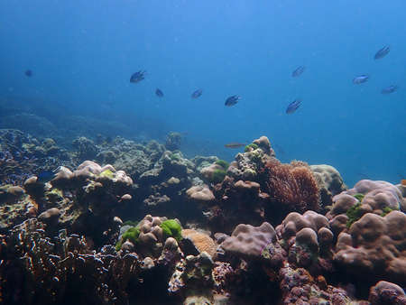 Coral reef with fish at Lipe Island, Andaman Sea, Indian Ocean, Thailand, nature photography